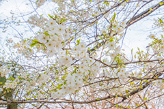 満開のヤマザクラ,白い桜,ヤマザクラ,桜,さくら,サクラ,花見,お花見,花,お花,フラワー,はな,flower,花より団子,綺麗,きれい,キレイ,満開,咲,春,blossom,japan