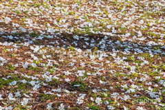 散りゆくヤマザクラ,花びら,はなびら,花弁,散る,白い桜,ヤマザクラ,桜,さくら,サクラ,花見,お花見,花,お花,フラワー,はな,flower,花より団子,綺麗,きれい,キレイ,満開,咲,春,blossom,japan