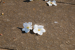 ヤマザクラの花びら,花びら,はなびら,花弁,散る,白い桜,ヤマザクラ,桜,さくら,サクラ,花見,お花見,花,お花,フラワー,はな,flower,花より団子,綺麗,きれい,キレイ,満開,咲,春,blossom,japan