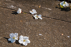 ヤマザクラの花びら,花びら,はなびら,花弁,散る,白い桜,ヤマザクラ,桜,さくら,サクラ,花見,お花見,花,お花,フラワー,はな,flower,花より団子,綺麗,きれい,キレイ,満開,咲,春,blossom,japan
