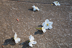 ヤマザクラの花びら,花びら,はなびら,花弁,散る,白い桜,ヤマザクラ,桜,さくら,サクラ,花見,お花見,花,お花,フラワー,はな,flower,花より団子,綺麗,きれい,キレイ,満開,咲,春,blossom,japan