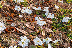 散りゆくヤマザクラ,花びら,はなびら,花弁,散る,白い桜,ヤマザクラ,桜,さくら,サクラ,花見,お花見,花,お花,フラワー,はな,flower,花より団子,綺麗,きれい,キレイ,満開,咲,春,blossom,japan
