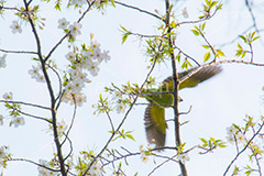 桜のにとまるワカケホンセイインコ,ワカケホンセイインコ,インコ,鳥,野鳥,野生,白い桜,ヤマザクラ,桜,さくら,サクラ,花見,お花見,花,お花,フラワー,はな,flower,綺麗,きれい,キレイ,満開,咲,春,blossom,japan,飛ぶ,飛び立つ