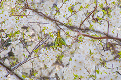 桜のにとまるワカケホンセイインコ,ワカケホンセイインコ,インコ,鳥,野鳥,野生,白い桜,ヤマザクラ,桜,さくら,サクラ,花見,お花見,花,お花,フラワー,はな,flower,綺麗,きれい,キレイ,満開,咲,春,blossom,japan