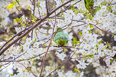 桜のにとまるワカケホンセイインコ,ワカケホンセイインコ,インコ,鳥,野鳥,野生,白い桜,ヤマザクラ,桜,さくら,サクラ,花見,お花見,花,お花,フラワー,はな,flower,綺麗,きれい,キレイ,満開,咲,春,blossom,japan