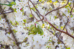 桜の花を摘むワカケホンセイインコ,ワカケホンセイインコ,インコ,鳥,野鳥,野生,くちばし,口ばし,くわえる,摘む,花びら,はなびら,花弁,散る,白い桜,ヤマザクラ,桜,さくら,サクラ,花見,お花見,花,お花,フラワー,はな,flower,綺麗,きれい,キレイ,満開,咲,春,blossom,japan