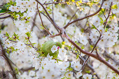 桜の花を摘むワカケホンセイインコ,ワカケホンセイインコ,インコ,鳥,野鳥,野生,くちばし,口ばし,くわえる,摘む,花びら,はなびら,花弁,散る,白い桜,ヤマザクラ,桜,さくら,サクラ,花見,お花見,花,お花,フラワー,はな,flower,綺麗,きれい,キレイ,満開,咲,春,blossom,japan