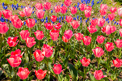 チューリップ,ちゅーりっぷ,チューリップ畑,花,お花,フラワー,はな,flower,花畑,花壇,キレイ,きれい,綺麗,満開,咲,咲いた,さいた,春,tulip,spring