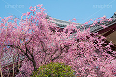 増上寺の桜,増上寺,芝公園,浄土宗,寺院,寺,参拝,重要文化財,文化財,港区,桜,さくら,サクラ,花見,お花見,花,お花,フラワー,はな,flower,綺麗,きれい,キレイ,満開,咲,春,blossom,japan,temple