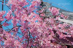 増上寺の桜,増上寺,芝公園,浄土宗,寺院,寺,参拝,重要文化財,文化財,港区,桜,さくら,サクラ,花見,お花見,花,お花,フラワー,はな,flower,綺麗,きれい,キレイ,満開,咲,春,blossom,japan,temple