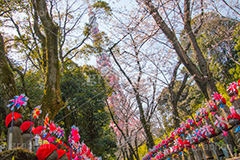 千躰子育地蔵尊,増上寺,芝公園,浄土宗,地蔵,お地蔵さん,子育て,安産,子供,こども,祈願,頭巾,赤い頭巾,風車,並ぶ,多い,大量,寺院,寺,参拝,重要文化財,文化財,港区,japan,temple