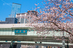 日本橋の桜,日本橋,橋,桜,さくら,サクラ,花見,お花見,花,お花,フラワー,はな,flower,綺麗,きれい,キレイ,満開,咲,春,blossom,japan,中央区