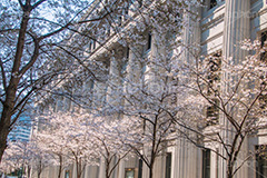 三井本館前の桜,銀行,日本橋,桜,さくら,サクラ,花見,お花見,花,お花,フラワー,はな,flower,綺麗,きれい,キレイ,満開,咲,春,blossom,japan,中央区,三井タワー