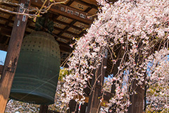 増上寺の枝垂桜,増上寺,寺,枝垂桜,枝垂れ,桜,さくら,サクラ,花見,お花見,境内,行事,花,お花,フラワー,はな,flower,花まつり,祭り,まつり,綺麗,きれい,キレイ,満開,咲,春,芝公園,港区,blossom,japan,temple