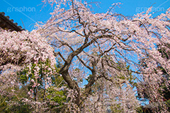 増上寺の枝垂桜,増上寺,寺,枝垂桜,枝垂れ,桜,さくら,サクラ,花見,お花見,境内,行事,花,お花,フラワー,はな,flower,花まつり,祭り,まつり,綺麗,きれい,キレイ,満開,咲,春,芝公園,港区,blossom,japan,temple