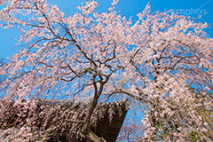 増上寺の枝垂桜,増上寺,寺,枝垂桜,枝垂れ,桜,さくら,サクラ,花見,お花見,境内,行事,花,お花,フラワー,はな,flower,花まつり,祭り,まつり,綺麗,きれい,キレイ,満開,咲,春,芝公園,港区,blossom,japan,temple