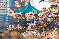 不忍池の桜,上野,上野公園,不忍池,池,上野恩賜公園,台東区,桜まつり,まつり,祭り,桜,さくら,サクラ,花見,お花見,花,お花,フラワー,はな,flower,綺麗,きれい,キレイ,満開,咲,春,blossom,japan,pond