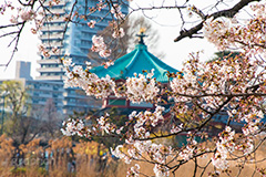 不忍池の桜,上野,上野公園,不忍池,池,上野恩賜公園,台東区,桜まつり,まつり,祭り,桜,さくら,サクラ,花見,お花見,花,お花,フラワー,はな,flower,綺麗,きれい,キレイ,満開,咲,春,blossom,japan,pond