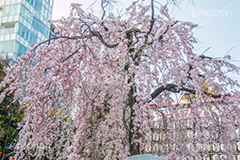上野公園の枝垂桜,上野公園,上野恩賜公園,台東区,枝垂桜,枝垂れ,公園,入り口,桜まつり,まつり,祭り,桜,さくら,サクラ,花見,お花見,花,お花,フラワー,はな,flower,綺麗,きれい,キレイ,満開,咲,春,blossom,japan