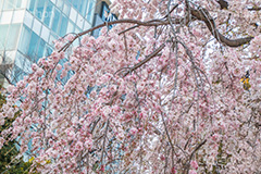 上野公園の枝垂桜,上野公園,上野恩賜公園,台東区,枝垂桜,枝垂れ,公園,入り口,桜まつり,まつり,祭り,桜,さくら,サクラ,花見,お花見,花,お花,フラワー,はな,flower,綺麗,きれい,キレイ,満開,咲,春,blossom,japan
