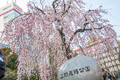 上野公園の枝垂桜,上野公園,上野恩賜公園,台東区,枝垂桜,枝垂れ,公園,入り口,桜まつり,まつり,祭り,桜,さくら,サクラ,花見,お花見,花,お花,フラワー,はな,flower,綺麗,きれい,キレイ,満開,咲,春,blossom,japan