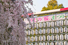 上野公園の枝垂桜,上野公園,上野恩賜公園,台東区,枝垂桜,枝垂れ,公園,入り口,桜まつり,まつり,祭り,桜,さくら,サクラ,花見,お花見,花,お花,フラワー,はな,flower,綺麗,きれい,キレイ,満開,咲,春,blossom,japan