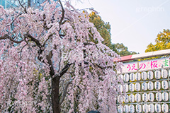上野公園の枝垂桜,上野公園,上野恩賜公園,台東区,枝垂桜,枝垂れ,公園,入り口,桜まつり,まつり,祭り,桜,さくら,サクラ,花見,お花見,花,お花,フラワー,はな,flower,綺麗,きれい,キレイ,満開,咲,春,blossom,japan