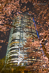 六本木ヒルズと桜,六本木,ヒルズ,六本木ヒルズ,Roppongi Hills,森ビル,森タワー,商業施設,複合施設,買い物,ショッピング,ライトアップ,桜,さくら,サクラ,花見,お花見,花,お花,フラワー,はな,flower,綺麗,きれい,キレイ,満開,咲,春,blossom,japan,shopping,夜景
