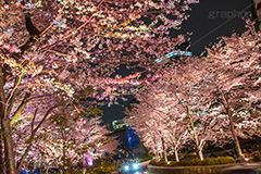 ミッドタウンの桜ライトアップ,ミッドタウン,Tokyo Midtown,赤坂,複合施設,ショッピング,買い物,六本木,ライトアップ,桜,さくら,サクラ,花見,お花見,花,お花,フラワー,はな,flower,綺麗,きれい,キレイ,満開,咲,春,blossom,japan,shopping