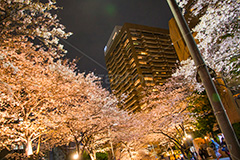 アークヒルズの桜ライトアップ,アークヒルズ,六本木,六本木一丁目,森ビル,赤坂,複合施設,Ark Hills,ライトアップ,桜,さくら,サクラ,花見,お花見,花,お花,フラワー,はな,flower,綺麗,きれい,キレイ,満開,咲,春,blossom,japan