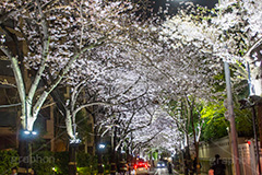 アークヒルズの桜ライトアップ,アークヒルズ,六本木,六本木一丁目,森ビル,赤坂,複合施設,Ark Hills,ライトアップ,桜,さくら,サクラ,花見,お花見,花,お花,フラワー,はな,flower,綺麗,きれい,キレイ,満開,咲,春,blossom,japan
