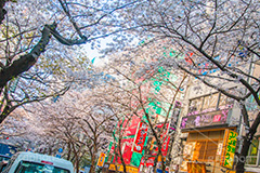 八重洲の桜通り,桜通り,東京駅,八重洲,駅前,桜,さくら,サクラ,花見,お花見,花,お花,フラワー,はな,flower,綺麗,きれい,キレイ,満開,咲,春,blossom,japan,shopping,買い物,ショッピング,商店街