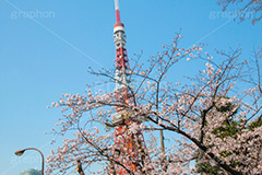 東京タワーと桜,桜,さくら,サクラ,花見,お花見,花,お花,フラワー,はな,flower,綺麗,きれい,キレイ,満開,咲,春,blossom,japan,東京タワー,タワー,塔,日本電波塔,とうきょうタワー,Tokyo Tower,港区,東京のシンボル