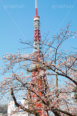 東京タワーと桜,桜,さくら,サクラ,花見,お花見,花,お花,フラワー,はな,flower,綺麗,きれい,キレイ,満開,咲,春,blossom,japan,東京タワー,タワー,塔,日本電波塔,とうきょうタワー,Tokyo Tower,港区,東京のシンボル