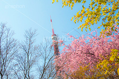 東京タワーと桜,桜,さくら,サクラ,花見,お花見,花,お花,フラワー,はな,flower,綺麗,きれい,キレイ,満開,咲,春,blossom,japan,東京タワー,タワー,塔,日本電波塔,とうきょうタワー,Tokyo Tower,港区,東京のシンボル