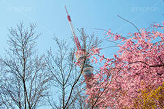 東京タワーと桜,桜,さくら,サクラ,花見,お花見,花,お花,フラワー,はな,flower,綺麗,きれい,キレイ,満開,咲,春,blossom,japan,東京タワー,タワー,塔,日本電波塔,とうきょうタワー,Tokyo Tower,港区,東京のシンボル