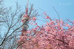 東京タワーと桜,桜,さくら,サクラ,花見,お花見,花,お花,フラワー,はな,flower,綺麗,きれい,キレイ,満開,咲,春,blossom,japan,東京タワー,タワー,塔,日本電波塔,とうきょうタワー,Tokyo Tower,港区,東京のシンボル