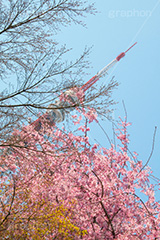 東京タワーと桜,桜,さくら,サクラ,花見,お花見,花,お花,フラワー,はな,flower,綺麗,きれい,キレイ,満開,咲,春,blossom,japan,東京タワー,タワー,塔,日本電波塔,とうきょうタワー,Tokyo Tower,港区,東京のシンボル
