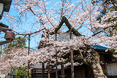 満開の標本木,標本木,基準,観測,東京,ソメイヨシノ,靖国神社,靖国,政治,神社,shrine,japan,開花,サクラ,さくら,桜,参拝,お参り,千代田区,九段下,境内,満開,さくらまつり,blossom