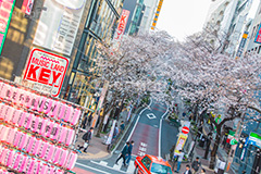 渋谷のさくら通り,さくら通り,通り,ソメイヨシノ,japan,サクラ,さくら,桜,渋谷,渋谷区,さくらまつり,祭り,まつり,坂,坂道,blossom,shibuya