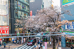渋谷のさくら通り,さくら通り,通り,ソメイヨシノ,japan,サクラ,さくら,桜,渋谷,渋谷区,さくらまつり,祭り,まつり,坂,坂道,blossom,shibuya