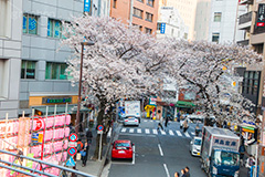 渋谷のさくら通り,さくら通り,通り,ソメイヨシノ,japan,サクラ,さくら,桜,渋谷,渋谷区,さくらまつり,祭り,まつり,坂,坂道,blossom,shibuya