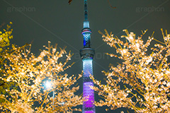 隅田公園の桜ライトアップ,隅田公園,隅田川,台東区,ライトアップ,夜,桜,ソメイヨシノ,そめいよしの,桜まつり,まつり,祭り,さくら,サクラ,花見,お花見,花,お花,フラワー,はな,浅草,春,スカイツリー,東京スカイツリー,塔,タワー,flower,blossom,japan,skytree,asakusa,tower