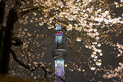 隅田公園の桜ライトアップ,隅田公園,隅田川,台東区,ライトアップ,夜,桜,ソメイヨシノ,そめいよしの,桜まつり,まつり,祭り,さくら,サクラ,花見,お花見,花,お花,フラワー,はな,浅草,春,スカイツリー,東京スカイツリー,塔,タワー,flower,blossom,japan,skytree,asakusa,tower