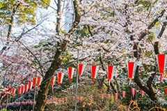 上野公園の桜まつり,上野公園,上野恩賜公園,台東区,公園,桜まつり,まつり,祭り,桜,さくら,サクラ,花見,お花見,花,お花,フラワー,はな,flower,綺麗,きれい,キレイ,満開,咲,春,blossom,japan