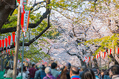 桜まつりで賑わう上野公園,賑わう,人混み,混雑,上野公園,上野恩賜公園,台東区,公園,桜まつり,まつり,祭り,桜,さくら,サクラ,花見,お花見,花,お花,フラワー,はな,flower,綺麗,きれい,キレイ,満開,咲,春,blossom,japan