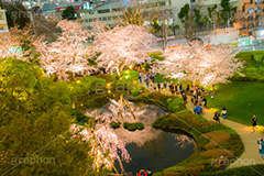 毛利庭園の桜ライトアップ,毛利庭園,庭,庭園,朝日テレビ,テレビ局,六本木,ヒルズ,六本木ヒルズ,Roppongi Hills,森ビル,森タワー,商業施設,複合施設,買い物,ショッピング,ライトアップ,桜,さくら,サクラ,花見,お花見,花,お花,フラワー,はな,flower,綺麗,きれい,キレイ,満開,咲,春,blossom,japan,shopping