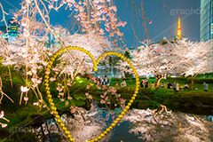毛利庭園の桜ライトアップ,毛利庭園,庭,庭園,朝日テレビ,テレビ局,六本木,ヒルズ,六本木ヒルズ,Roppongi Hills,森ビル,森タワー,商業施設,複合施設,買い物,ショッピング,ライトアップ,桜,さくら,サクラ,花見,お花見,花,お花,フラワー,はな,flower,綺麗,きれい,キレイ,満開,咲,春,blossom,japan,shopping