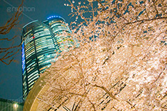 六本木ヒルズの桜,六本木,ヒルズ,六本木ヒルズ,Roppongi Hills,森ビル,森タワー,商業施設,複合施設,買い物,ショッピング,ライトアップ,桜,さくら,サクラ,花見,お花見,花,お花,フラワー,はな,flower,綺麗,きれい,キレイ,満開,咲,春,blossom,japan,shopping