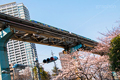 浜松町の桜,浜松町,桜,さくら,サクラ,花見,お花見,花,お花,フラワー,はな,flower,綺麗,きれい,キレイ,満開,咲,春,blossom,japan,rail,monorail,レール,芝浦,モノレール,東京モノレール